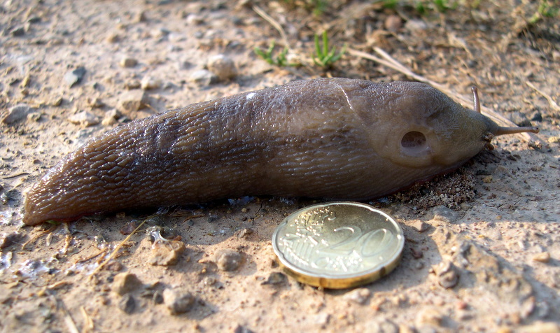 Nudo: Un Limax del corsicus-gruppo dal Argentario (GR)